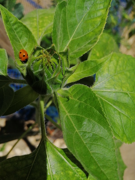 Here is another ladybug that I manually transplanted on one of our Sunflowers.

The thought behind …