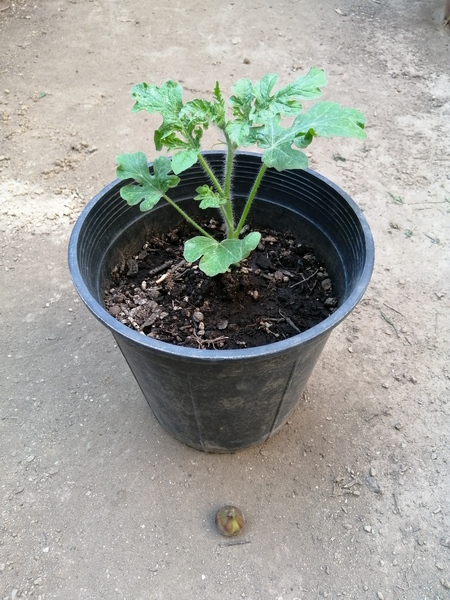 I have also been planting a few of these guys/girls, watermelons, to quench our thirst during hot s…