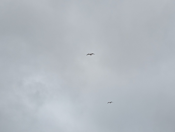 seagulls