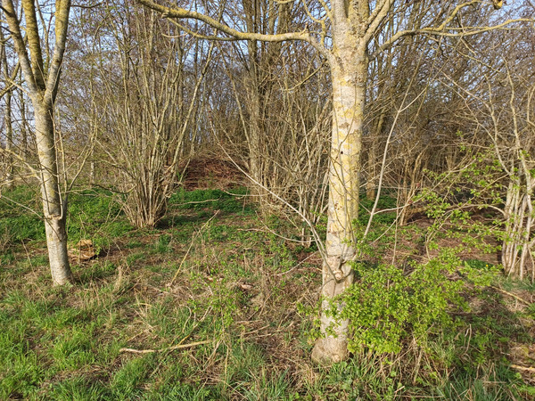 Good morning.
Treechat forest is greener every day now.