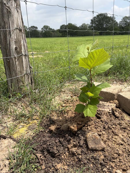 New in ground May 2026. Thanks for coming to my Treechat.