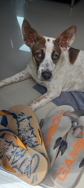 Sophia keeps eating my flip flops 😐