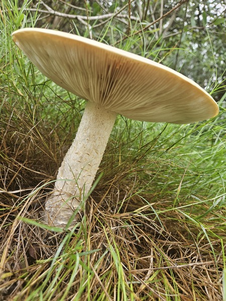 !HyperRealist Image of gigantic white mushroom