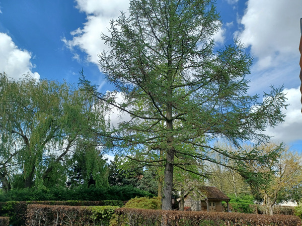 Good morning treechat.
We need more trees and BSV.