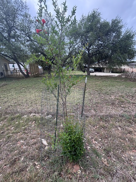 Besides the thin soil layer over limestone in the Texas Hill country and ravaged by drought and dee…