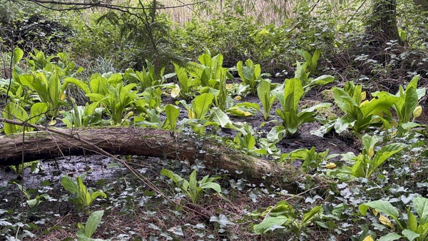Skunk cabbage!!!!   You know it’s high spring in these parts when it kinda smells like skunk… but y…