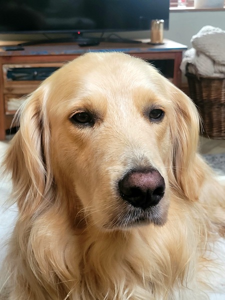 Too Cute Dudley