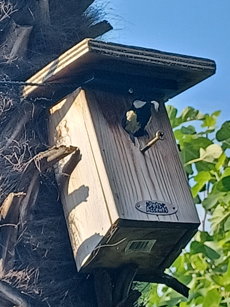 Great succes for my nesting box in my garden.