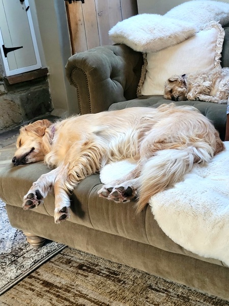 sleepy fur babies x