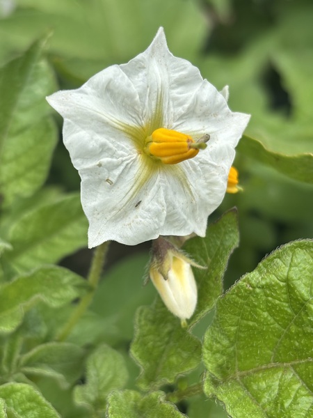 Ah the humble potato flower.  We grow a bunch of bags of potatoes every year and I’m always pleasan…
