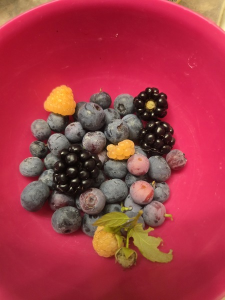 The morning pull.  Raspberries, blackberries and blueberries. First time for yellow Raspberries.  V…