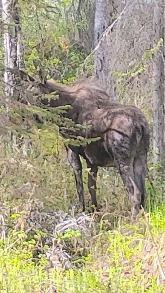 Offalaskan post