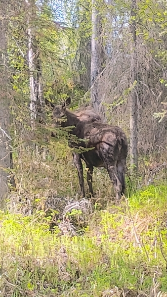 She's happy for the green!  These are the toughest animals I know, moose.