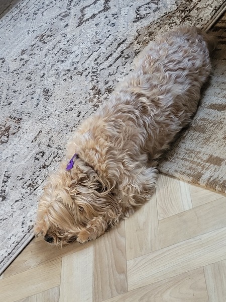 tired teddy x