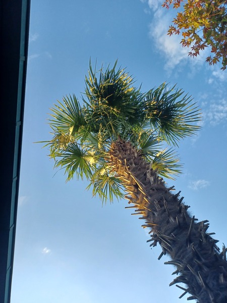 My tallest palmtree.