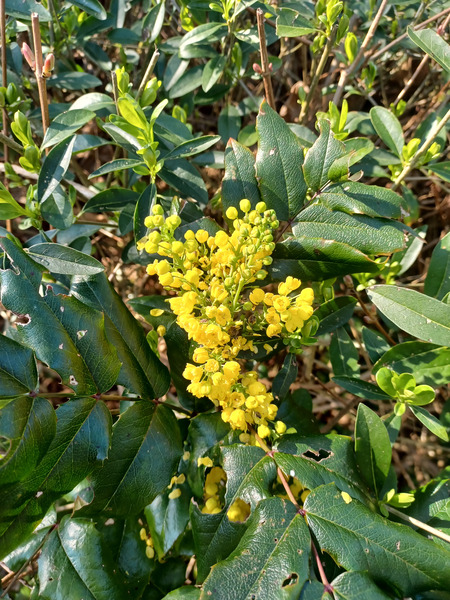 Good morning treechat.
BSV yellow is colour of the day.
