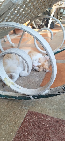 My cat taking a nap under the rocking chair.