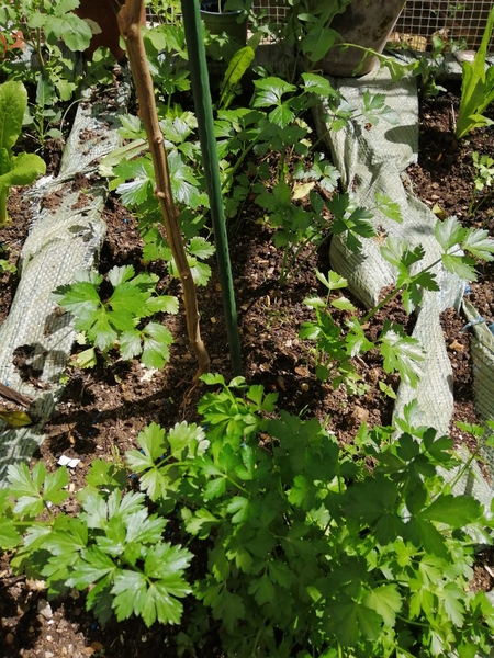 These are some of our Celery plants. It's another plant that I advice anyone, whose is interested, …