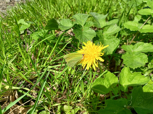 A nice yellow friend i met.
BSV yellow.