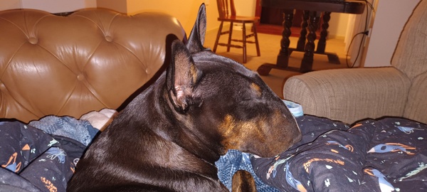 Wonderpup says wat up.