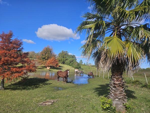 !ultrarealist Blue sky with a white cloud. Horses standing in shallow water, a palm tree on the rig…