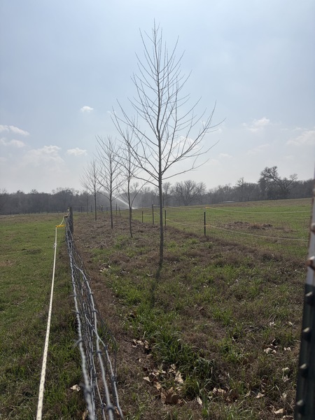 This row goes across a with acre pasture. I had to fence in the trees or the cows would have eaten …