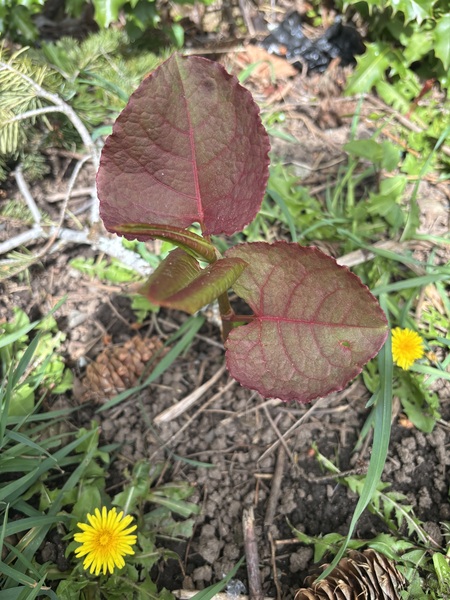 Anyone ever try eating Japanese Knotweed(Reynoutria Japonica)?  I’m pretty sure this shoot is it.  …