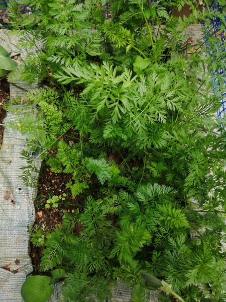 [[Hobby]] [[Gardening]] [[Carrots]]