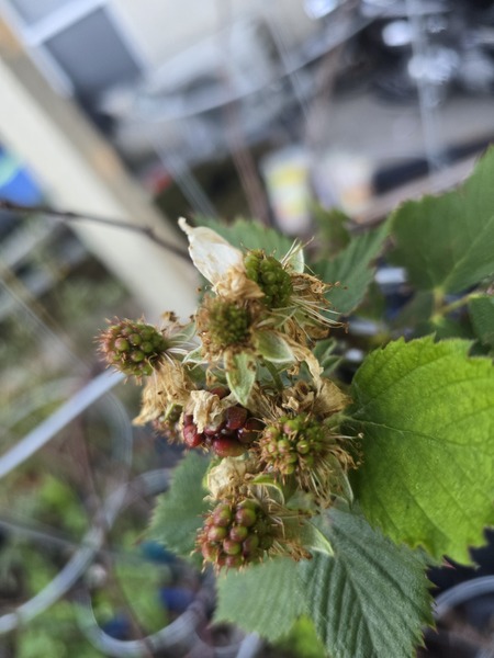 Blackberries soon.