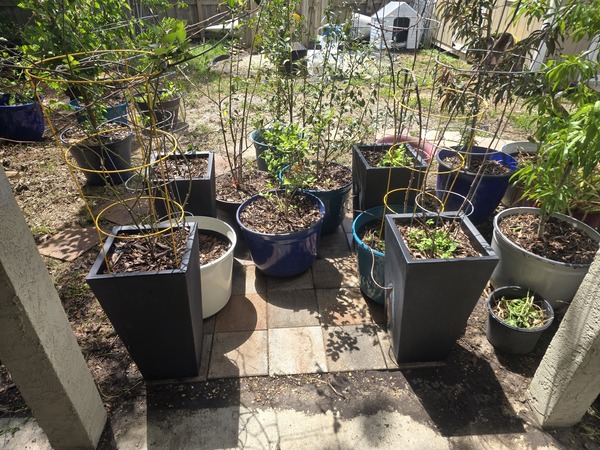 Had to rearrange the stack this morning.  Fifo, filo, whatever it takes. 
Gardening has been a toug…