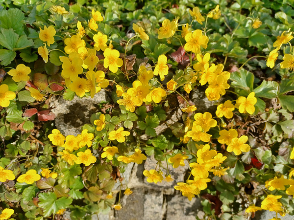 Good morning treechat.
Waldsteinia yellow is BSV yellow.