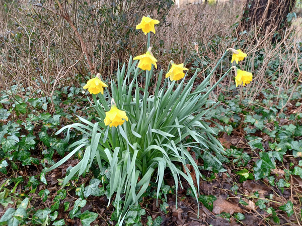 Good morning treechat.
BSV yellow BSV is the colourbof spring 2026.