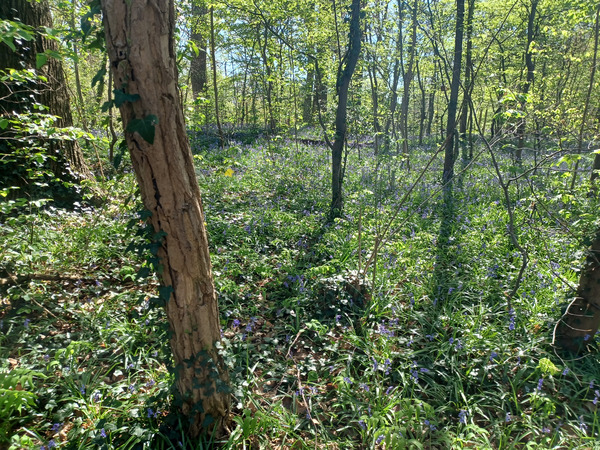 Tiegem forest today.
