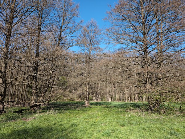 Hello treepeople.  
This is where I will be treecasting from today.