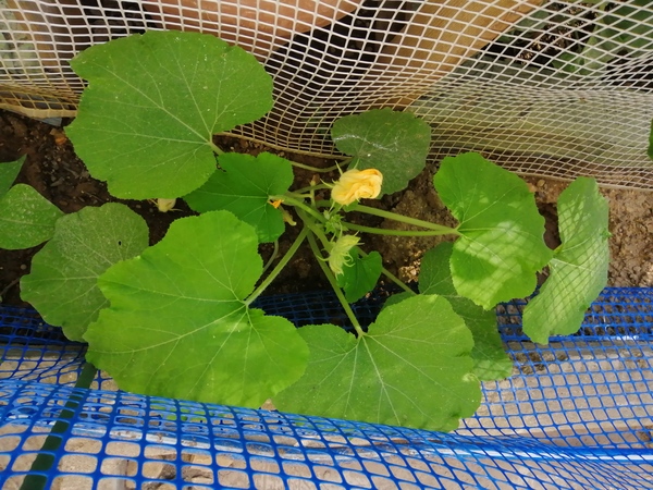 And of course Zucchini squashes are also present in our garden.

I hope my plants from this year ar…