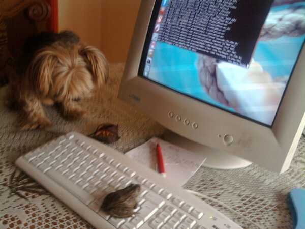 In 2012. My dog, my toad and my Ubuntu.