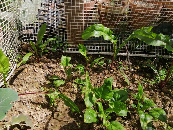 Some more Spinach plants.

[[Hobby]] [[Gardening]] [[Vegetables]] [[Spinach]] [[Spinacia oleracea]]…