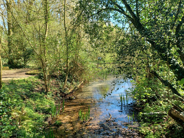 Visted a forest in Tiegen West Belgium today.