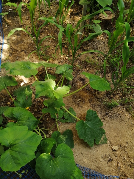 I have little gardening experience (yet) so I am experimenting with different crops to learn which …
