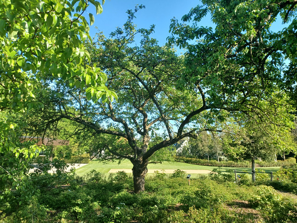 Good morning treechat.