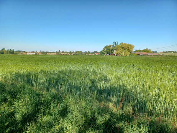 Walk today in the fields around my village.