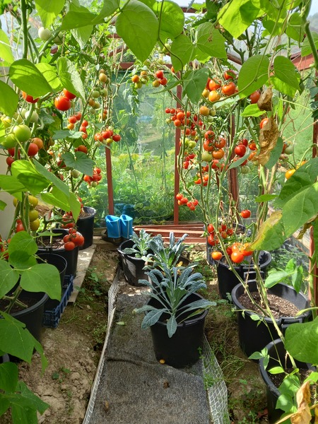I used to grow about 1500 tomatoes in a small greenhouse from some store bought 🍅's, the old boys u…