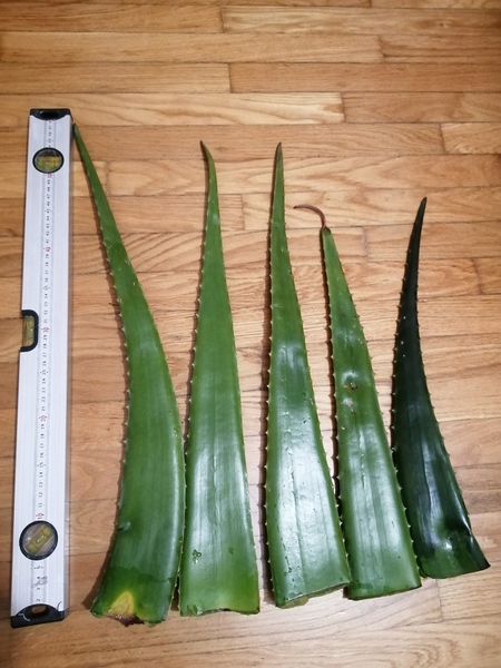 In the next posts I will show/explain how to prepare Aloe Vera for consumption.

!!! First of all: …
