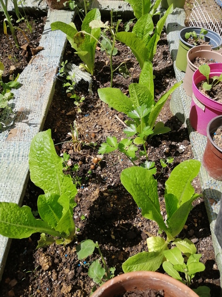 Some more Romaine Lettuces

[[Hobby]] [[Gardening]] [[Vegetables]] [[Lettuce]] [[Romaine Lettuce]]