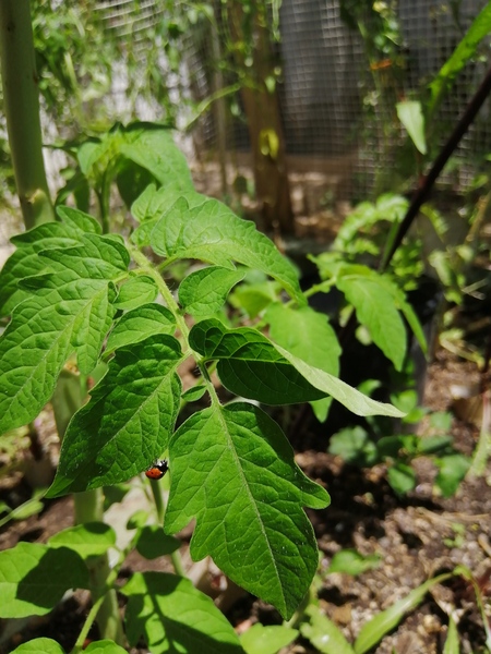 Here is another ladybug that I manually transplanted on one of our Tomato plants. I thought that ma…
