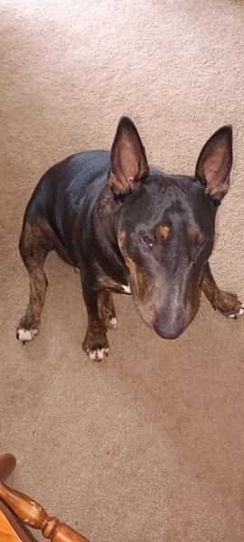 Isa good girl says hi.