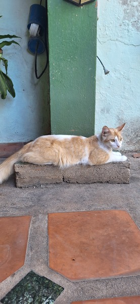 My cat very relaxed today.
