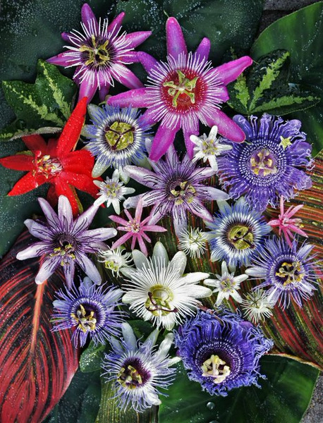 'Genus Passiflora'
