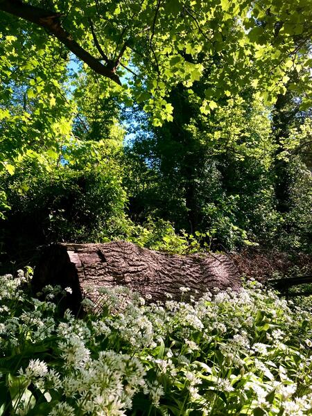 RossThurston post