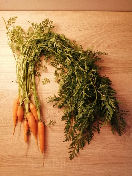 I pulled some more carrots from the garden.

They are a little bigger now and still have those (mou…